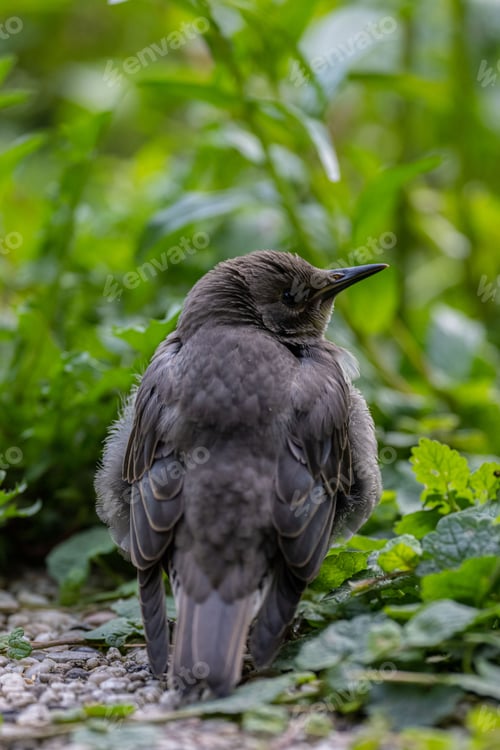 Preview: Closeup of a Daurian redstart perched on the ground