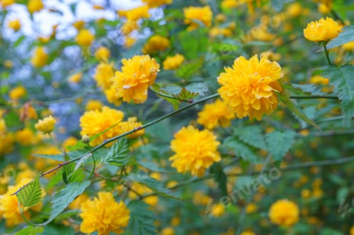 Preview: Bush Of Kerria Japonica Pleniflora Or Japanese Rose Blooming With Yellow Flowers Outdoor In Garden