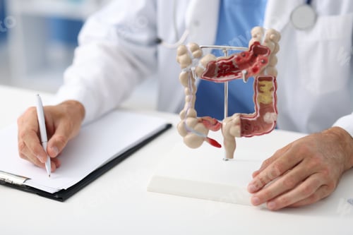Preview: Gastroenterologist with model of large intestine working at white table in clinic, closeup
