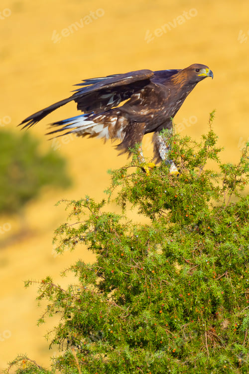 Preview: Golden Eagle, Mediterranean Forest, Spain