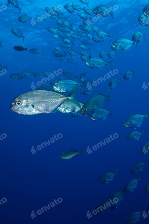 Preview: Small silvery fish gather in large schools around reef corners