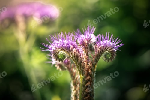 Preview: purple phacelia flower, close, macro