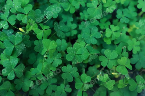 Preview: Beautiful clover leaves with water drops outdoors, top view. St. Patrick's Day symbol