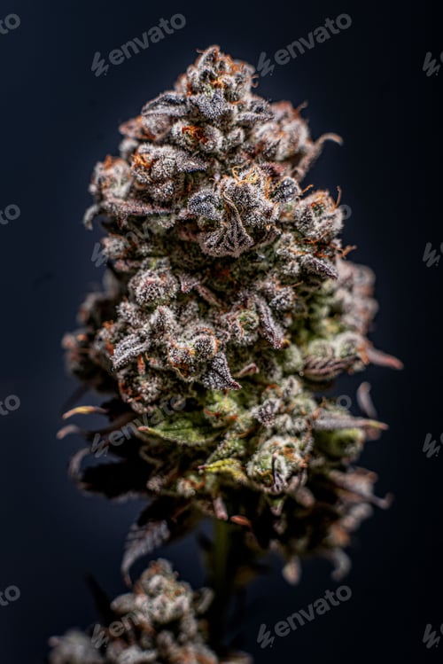 Preview: Vertical shot of a flowered kush cannabis plant on a dark background