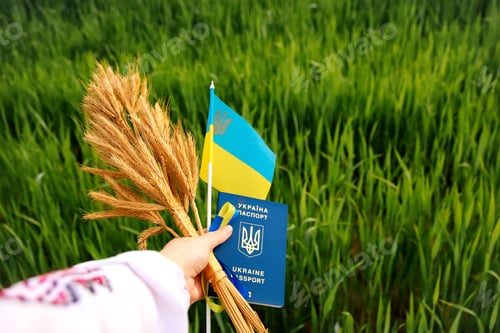 Preview: Ukraine flag and passport. Bouquet of ripe golden spikelets of wheat tied with on the green nature b