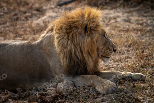 Preview: Side profile of a big male Lion.