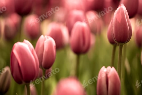 Preview: Tulips