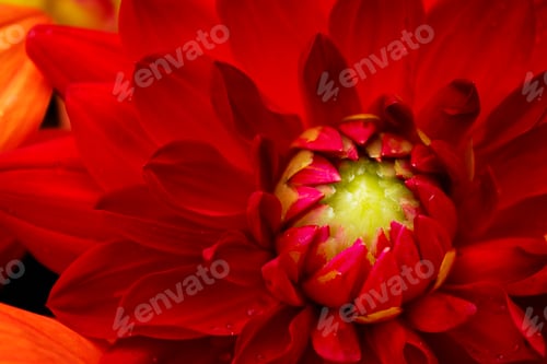 Preview: Red dahlia, close-up