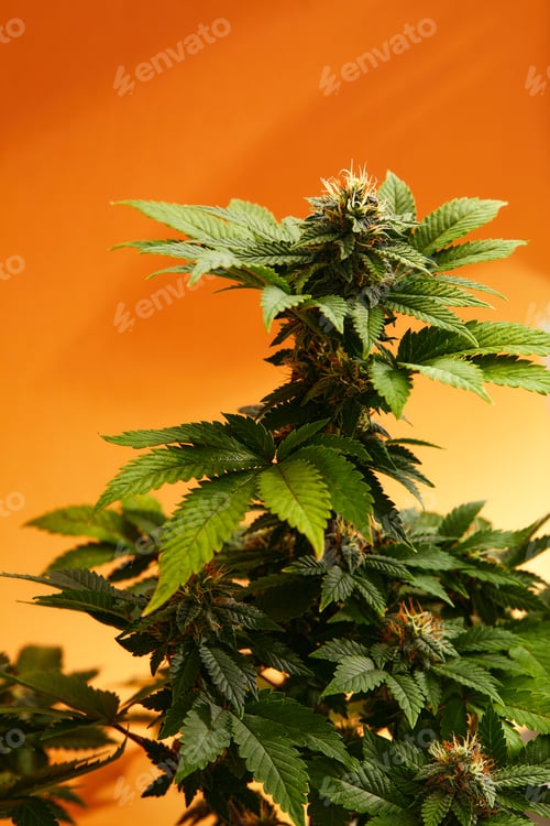 Preview: Macro a cannabis flower with the formula THC CBD CBN, CBD Chemical Formula. Concept of herbal