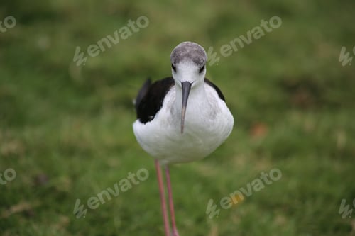 Preview: a bird standing on the grass in front of some other birds