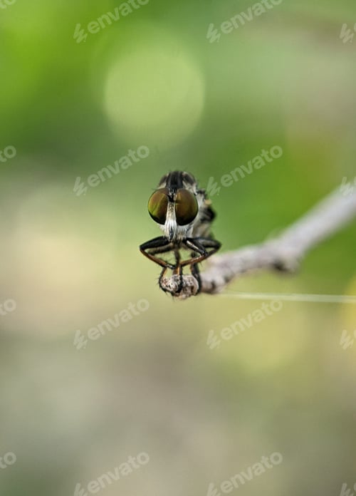 Preview: Closeup of a robber fly eyes on a green branch