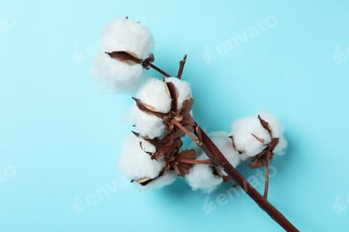 Preview: Cotton plant branch on blue background, close up