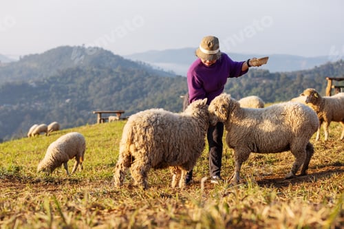 Preview: A senior farmer wearing a hat and a purple sweater tends to a flock of sheep on a scenic hillside