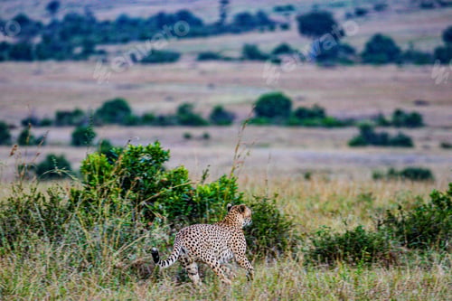 Vista previa: Cheetah Wildlife Wild Animas Maasai Mara National Game Reserve Kenya