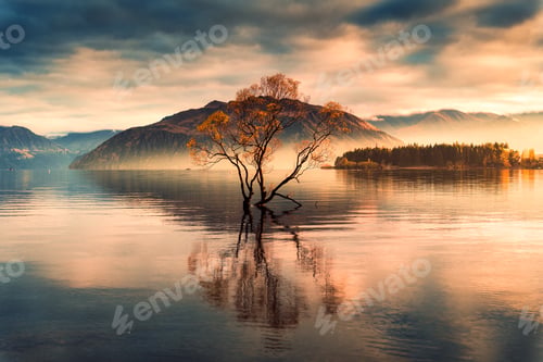 Preview: Wanaka Tree with foggy morning during autumn at Lake Wanaka, New Zealand