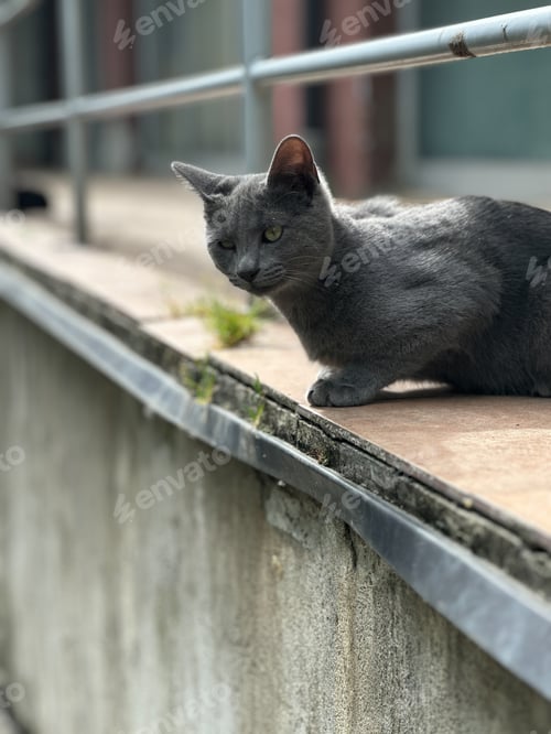 Preview: Gray funny shorthair cat lounges on a sunlit ledge, gazing thoughtfully into the distance. Pet, calm