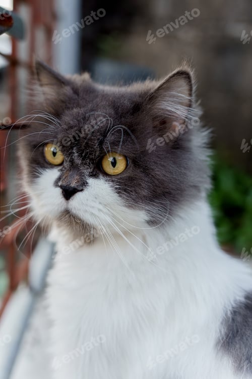 Preview: Persian cat sitting on concrete floor and look straight alone emotion.