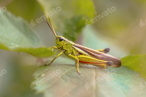 Preview: Large marsh grasshopper perched on grass