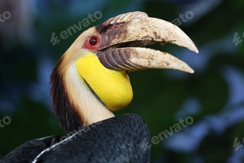 Preview: The wreathed hornbill (Rhyticeros undulatus) close up shot