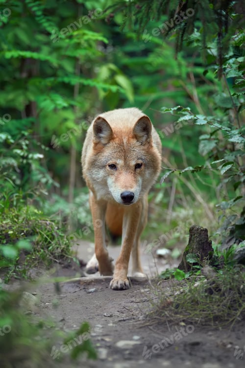 Preview: Wolf hunting in the forest
