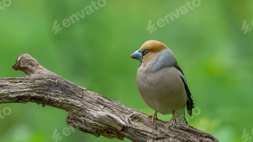 Preview: Hawfinch Sitting on a Branch.