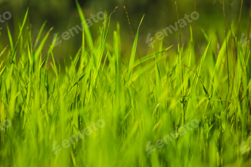 Preview: Vibrant green grass sways in the gentle breeze under the warm sunlight in a serene open field