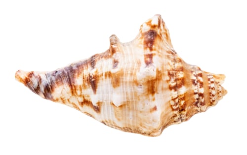 Preview: shell of sea mollusk isolated on white