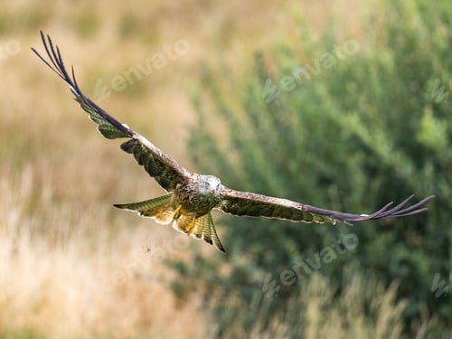 Preview: Red Kite soaring gracefully in Wales.