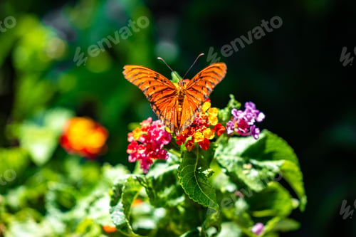Preview: Orange butterfly on colorful flowers in a green garden.