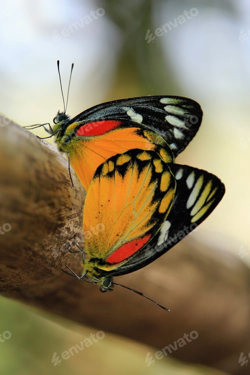 Preview: Butterfly couple mating on a tree