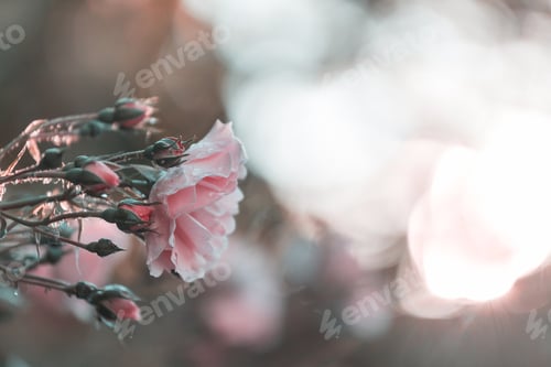 Preview: Rose