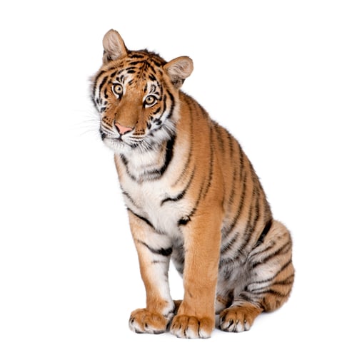 Preview: Bengal tiger 1 year old