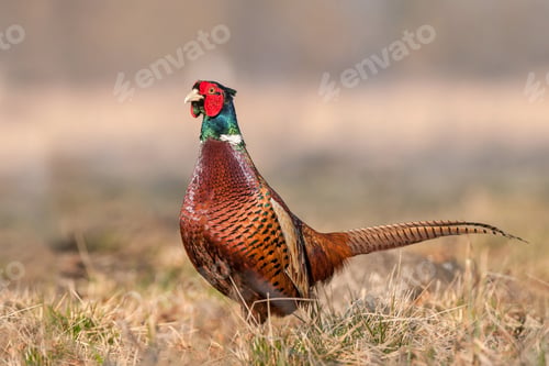 Preview: Wild pheasant (Phasianus colchicus) in a field