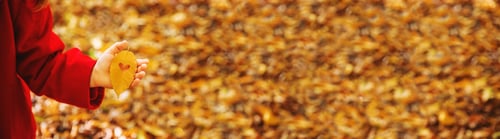 Preview: beautiful autumn leaves. Golden autumn. Selective focus.