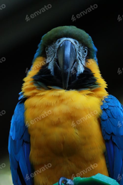 Preview: Vibrant blue, yellow, and green Macaw perched on a tree branch