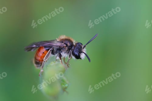 Preview: Closeup of red-girdled mining bee, male andrena labiata, on green grass on a blurred background