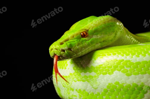 Preview: Giant wooden green snake python, on dark isolated background