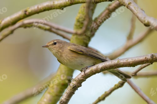 Vista previa: Chiffchaff común posado en un árbol