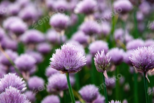 Preview: Purple Chives flowers, Allium schoenoprasum in the garden, summer nature backgrounds