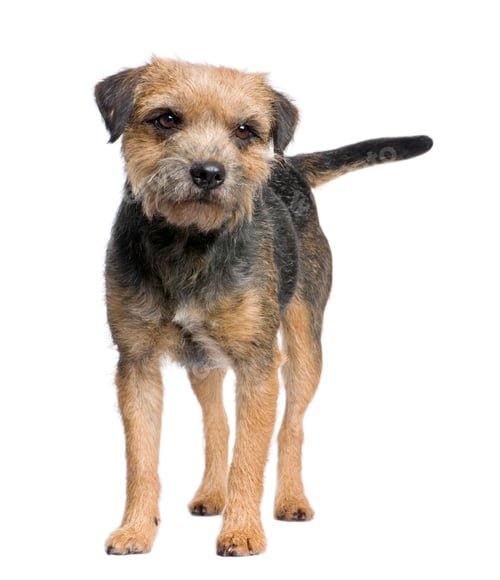 Preview: Border terrier