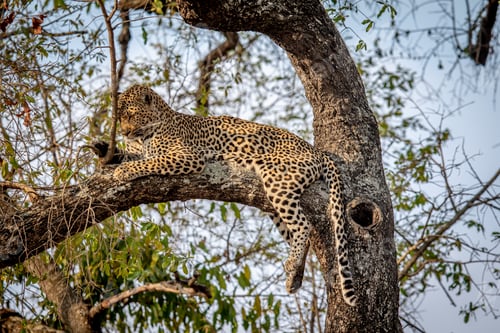Preview: Leopard laying in a tree in the Kruger.