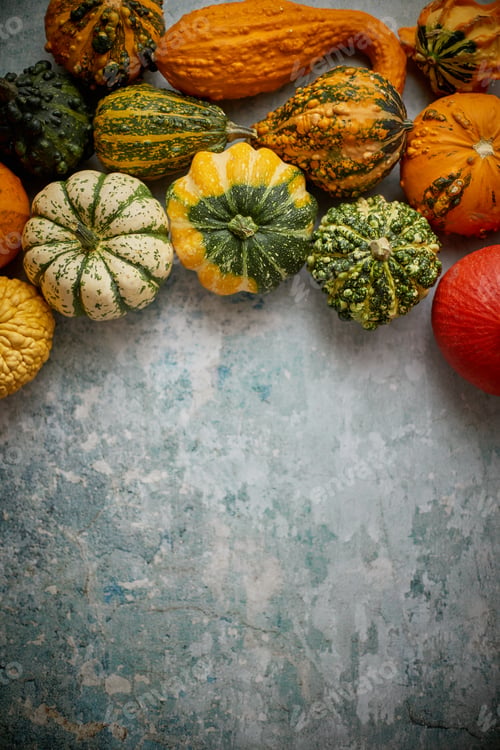 Preview: Different kinds colorful mini pumpkins placed on rusty background