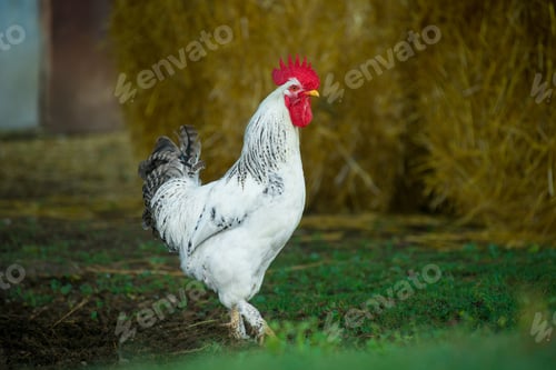 Preview: White rooster on traditional free range poultry farm