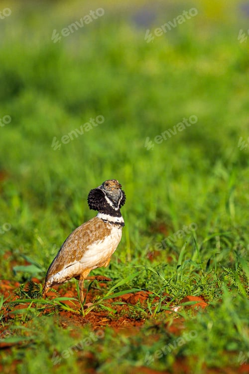 Preview: Little Bustard, Spain
