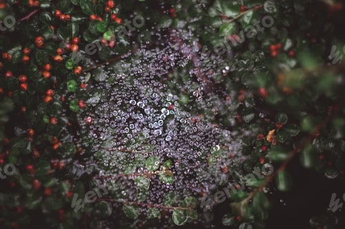 Preview: Natural background with spider web in water drops after rain and green leaves with red berries