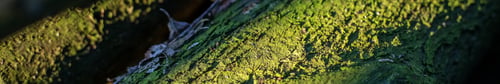 Preview: Beautiful green moss on a tree, moss close-up, macro. Sunlight and shadows. Banner for site.