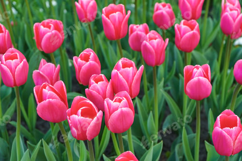 Preview: Pink Tulips Debutante Flowers With Green Leaves Blooming In A Meadow, Park, Flowerbed Outdoor