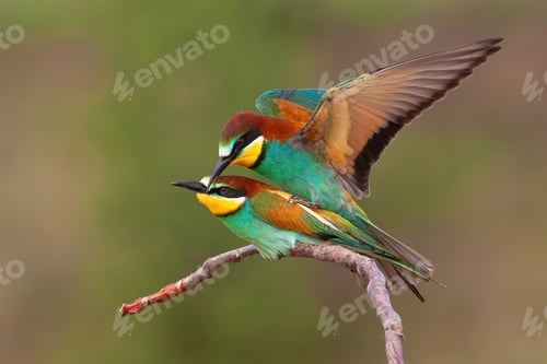 Preview: Pair of european bee-eater mating on a twig in summer breeding season