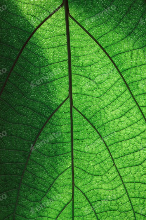 Preview: background texture green leaf structure macro photography
