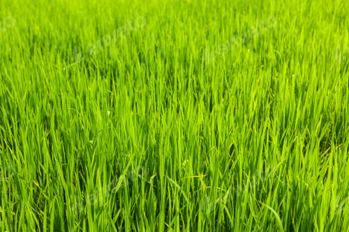 Preview: Rice close up, India